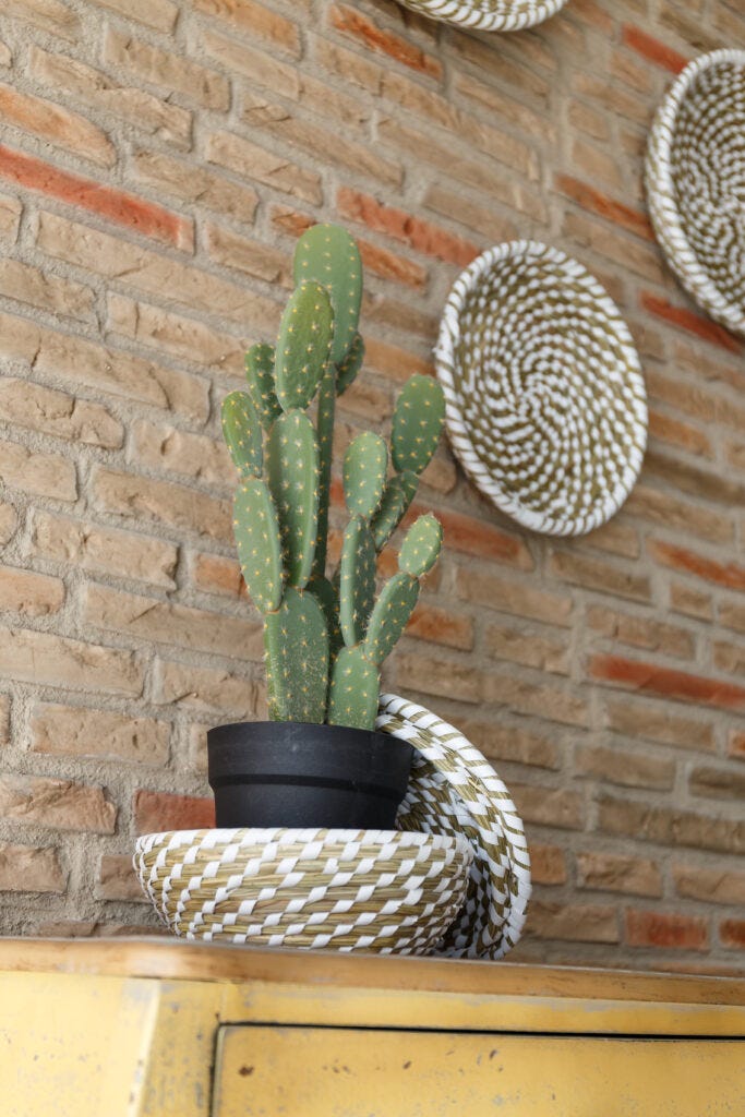 Cactus sobre mueble y accesorios decorativos