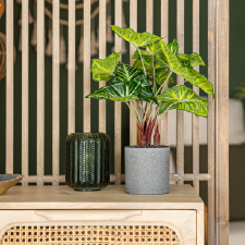 Tendencia natural